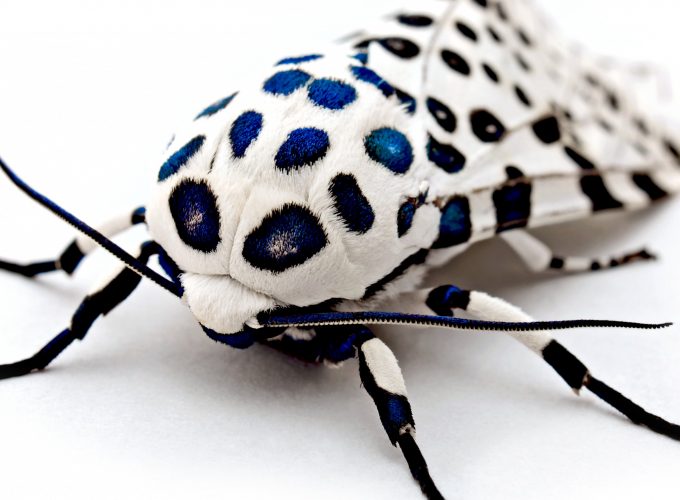 Wallpaper Leopard Moth, macro, Animals 9601814924